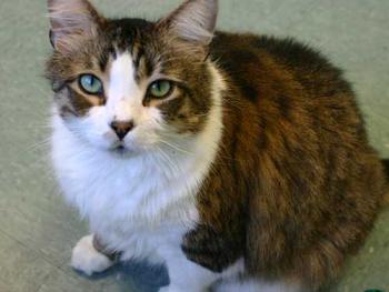 20070416094145-gato-774235.jpg