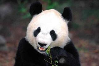 20070614093635-foto-oso-panda-bambu.jpg