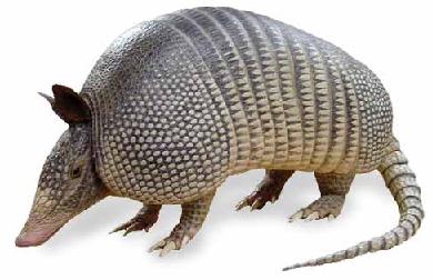 20070710095236-armadillo-01.jpg