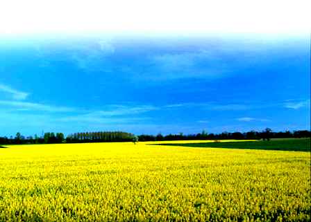 20080210133852-campo.jpg