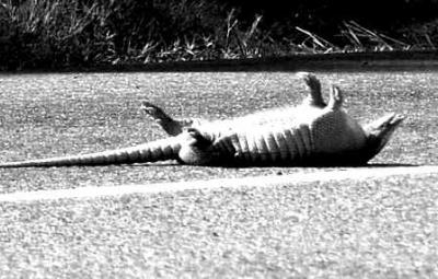 20080711114303-armadillo-dead-a02.jpg