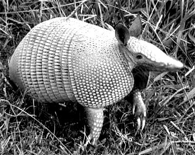 20080806160515-armadillo-380.jpg