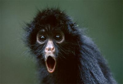 20080827105006-black-spider-monkey.jpg