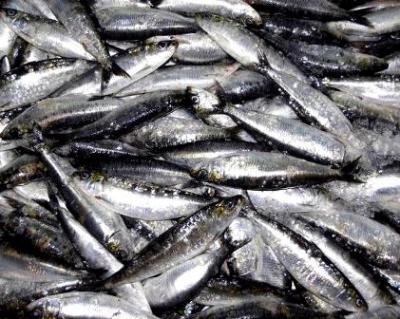 20081012231812-sardinha.jpg