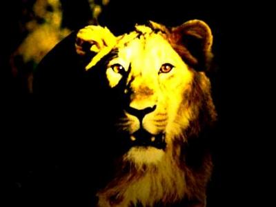 20081203224859-lion.jpg