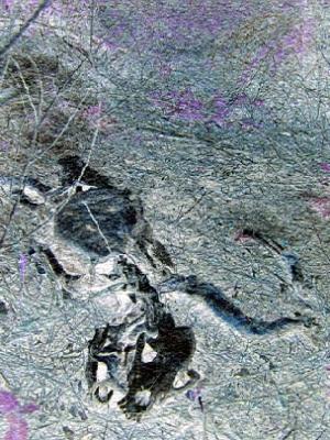 20090109192256-dead-dog.jpg