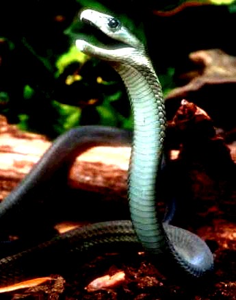 20090306133914-blackmamba2.jpg
