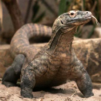20090508150926-dragon-comodo.jpg
