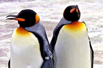 20090529002939-pinguin.jpg