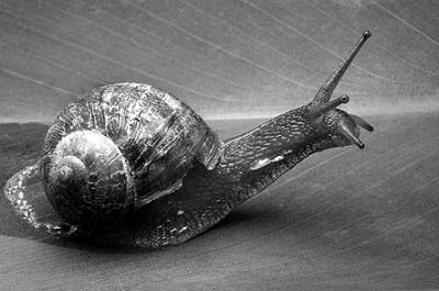 20090610230552-caracol.jpg