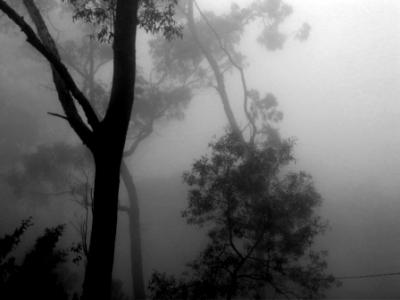 20090614234526-neboa.jpg