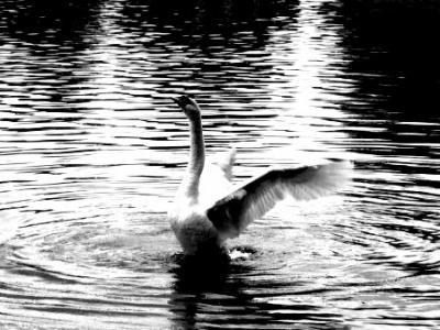 20091114013348-cisnecisne.jpg