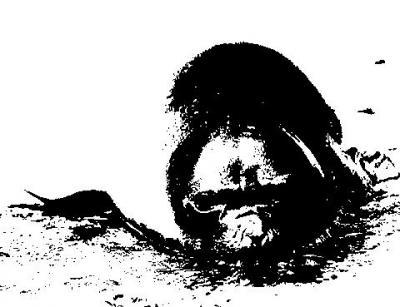 20091115215023-focamonxe.jpg