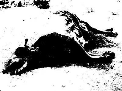 20091121141343-vaca.jpg